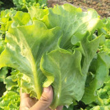 Emerald Crisp' Lettuce Seeds - Heat & Cold Tolerant, Crisp Sweet Leaves, Long Harvest, High Yield