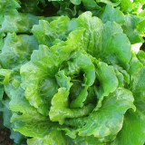 Emerald Crisp' Lettuce Seeds - Heat & Cold Tolerant, Crisp Sweet Leaves, Long Harvest, High Yield