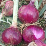 Royal Amethyst' Purple Onion Seeds - Premium Purple-Red Variety, Long Storage, High Yield & Disease Resistant, Uniform Bulbs