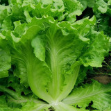 Emerald Crisp' Lettuce Seeds - Heat & Cold Tolerant, Crisp Sweet Leaves, Long Harvest, High Yield