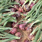 Royal Amethyst' Purple Onion Seeds - Premium Purple-Red Variety, Long Storage, High Yield & Disease Resistant, Uniform Bulbs