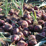 Royal Amethyst' Purple Onion Seeds - Premium Purple-Red Variety, Long Storage, High Yield & Disease Resistant, Uniform Bulbs
