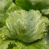 Emerald Crisp' Lettuce Seeds - Heat & Cold Tolerant, Crisp Sweet Leaves, Long Harvest, High Yield