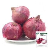 Royal Amethyst' Purple Onion Seeds - Premium Purple-Red Variety, Long Storage, High Yield & Disease Resistant, Uniform Bulbs