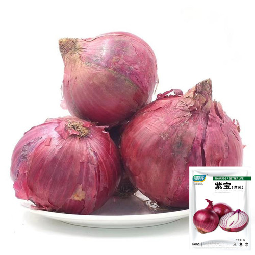 Royal Amethyst' Purple Onion Seeds - Premium Purple-Red Variety, Long Storage, High Yield & Disease Resistant, Uniform Bulbs