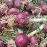 Royal Amethyst' Purple Onion Seeds - Premium Purple-Red Variety, Long Storage, High Yield & Disease Resistant, Uniform Bulbs