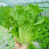 Emerald Crisp' Lettuce Seeds - Heat & Cold Tolerant, Crisp Sweet Leaves, Long Harvest, High Yield