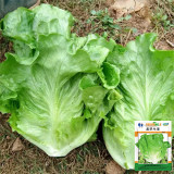 Emerald Crisp' Lettuce Seeds - Heat & Cold Tolerant, Crisp Sweet Leaves, Long Harvest, High Yield