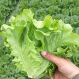 Emerald Crisp' Lettuce Seeds - Heat & Cold Tolerant, Crisp Sweet Leaves, Long Harvest, High Yield