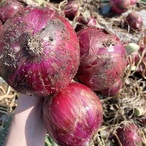 Royal Amethyst' Purple Onion Seeds - Premium Purple-Red Variety, Long Storage, High Yield & Disease Resistant, Uniform Bulbs