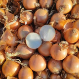 Imperial Topaz' Yellow Onion Seeds - Premium Yellow Onion Variety, High Yield & Long Shelf Life, Excellent for Storage