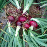 Imperial Ruby' Red Onion Seeds - Premium Onion Variety, Glossy Red Skin, Crisp White Flesh, High Yield