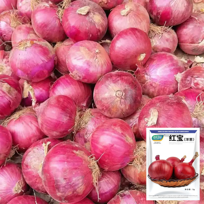 Imperial Ruby' Red Onion Seeds - Premium Onion Variety, Glossy Red Skin, Crisp White Flesh, High Yield