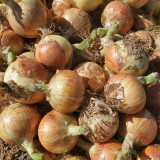 Imperial Topaz' Yellow Onion Seeds - Premium Yellow Onion Variety, High Yield & Long Shelf Life, Excellent for Storage