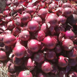 Imperial Ruby' Red Onion Seeds - Premium Onion Variety, Glossy Red Skin, Crisp White Flesh, High Yield