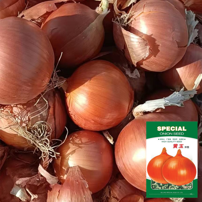 Imperial Topaz' Yellow Onion Seeds - Premium Yellow Onion Variety, High Yield & Long Shelf Life, Excellent for Storage