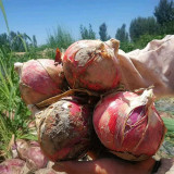Imperial Ruby' Red Onion Seeds - Premium Onion Variety, Glossy Red Skin, Crisp White Flesh, High Yield
