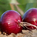 Imperial Ruby' Red Onion Seeds - Premium Onion Variety, Glossy Red Skin, Crisp White Flesh, High Yield