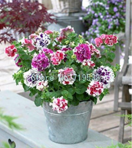 Petunia Seeds Hanging Light Waves Series Multicolor - (Color: 5)