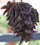 Rare Finger Grape Fruit Seed Senior Courtyard Plants Natural Growth Grape (Color: 2)