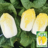 'Golden Pearl' Baby Cabbage Seeds - Early Maturing, High Yield, Golden Yellow Heart for Commercial Growing