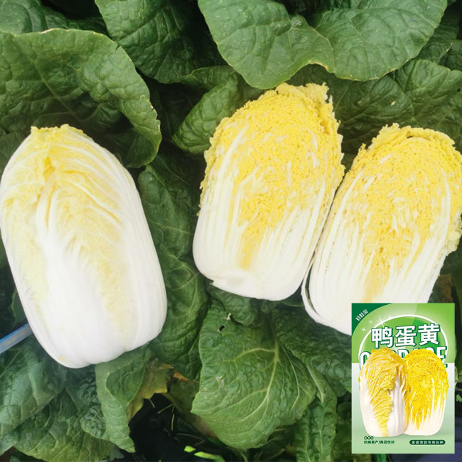 'Golden Pearl' Baby Cabbage Seeds - Early Maturing, High Yield, Golden Yellow Heart for Commercial Growing