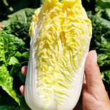 'Golden Pearl' Baby Cabbage Seeds - Early Maturing, High Yield, Golden Yellow Heart for Commercial Growing