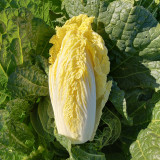 'Golden Pearl' Baby Cabbage Seeds - Early Maturing, High Yield, Golden Yellow Heart for Commercial Growing