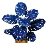 Colorful Palm Turtle Leaves Seed Indoor Monstera Potted Plant (Color: 3)