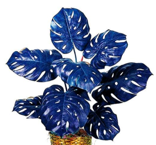 Colorful Palm Turtle Leaves Seed Indoor Monstera Potted Plant (Color: 3)