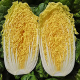 'Golden Pearl' Baby Cabbage Seeds - Early Maturing, High Yield, Golden Yellow Heart for Commercial Growing