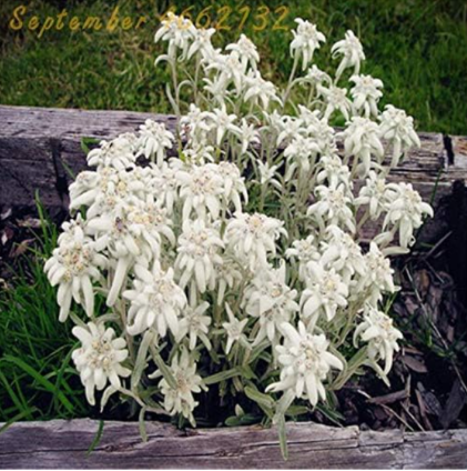 PureSacred Flowers Brave White Edelweiss Seed Austrian Country Flower Garden Dotted Plants Understory