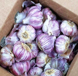 Garlic Seed Red and Healthy Seed Plant Rare Onion Garlics Vegetable (Color: 5)