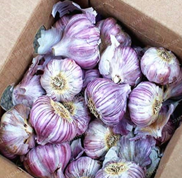 Garlic Seed Red and Healthy Seed Plant Rare Onion Garlics Vegetable (Color: 5)
