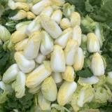 'Golden Pearl' Baby Cabbage Seeds - Early Maturing, High Yield, Golden Yellow Heart for Commercial Growing
