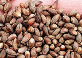 Evergreen Cypress Tree Seeds