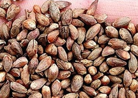 Evergreen Cypress Tree Seeds