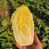 'Golden Pearl' Baby Cabbage Seeds - Early Maturing, High Yield, Golden Yellow Heart for Commercial Growing