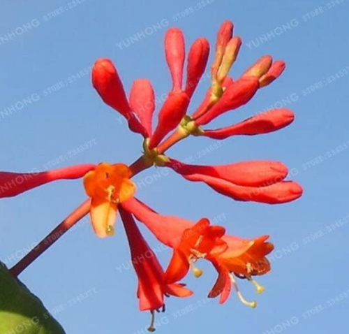 Honeysuckle (Tecomaria Capensis) Seeds Lonicera Japonica Herbal Medicine (Color: 3)