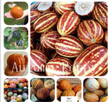 Rare Tiger Melon Seeds Rare Heirloom Organic Fruit Sweet Melon (Color: 8)