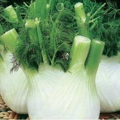 Europe Fragrant Bulb Fennel Seeds Organic Vegetable Seeds