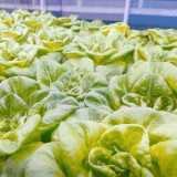 Silken Butter Lettuce Seeds - Fast-Growing, Buttery Texture & Sweet Flavor