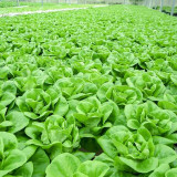 Silken Butter Lettuce Seeds - Fast-Growing, Buttery Texture & Sweet Flavor