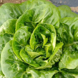 Silken Butter Lettuce Seeds - Fast-Growing, Buttery Texture & Sweet Flavor