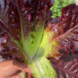 Crimson Wrap Lettuce Seeds - Korean BBQ Lettuce, Purple Red Leaves, Gourmet Salad, Extended Freshness