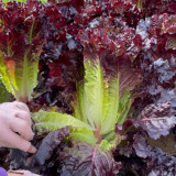 Crimson Wrap Lettuce Seeds - Korean BBQ Lettuce, Purple Red Leaves, Gourmet Salad, Extended Freshness