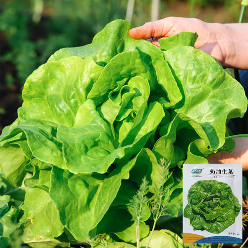 Silken Butter Lettuce Seeds - Fast-Growing, Buttery Texture & Sweet Flavor