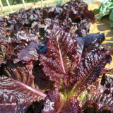 Crimson Wrap Lettuce Seeds - Korean BBQ Lettuce, Purple Red Leaves, Gourmet Salad, Extended Freshness