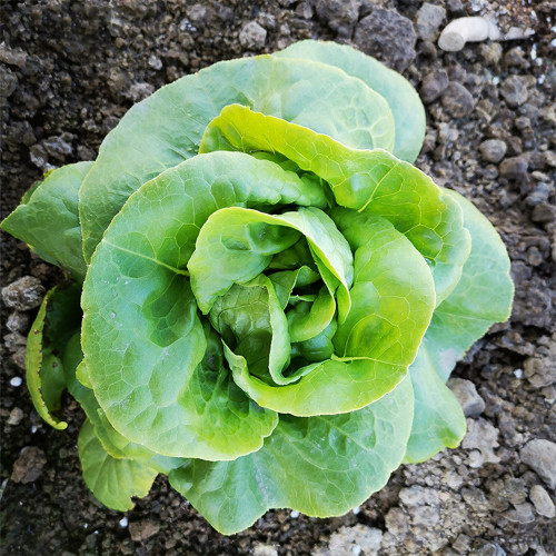 Silken Butter Lettuce Seeds - Fast-Growing, Buttery Texture & Sweet Flavor