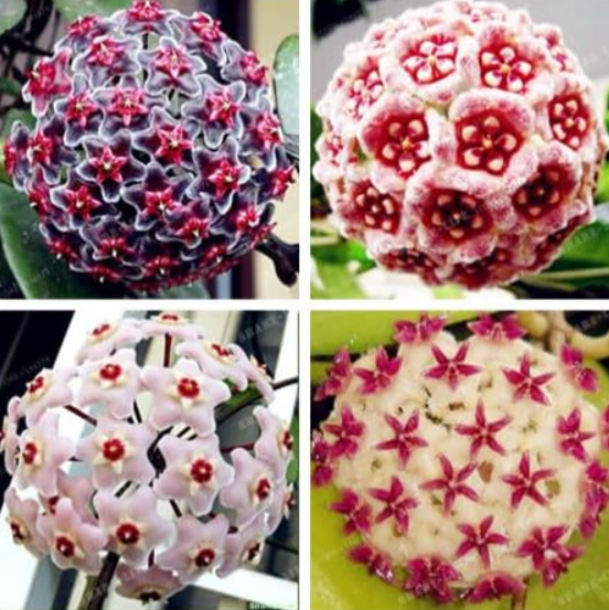 Mixed Hoya Orchid Seeds for Home Garden - (Color: 3)